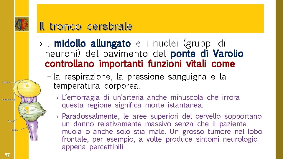 Il tronco cerebrale › Il midollo allungato e i nuclei (gruppi di neuroni) del