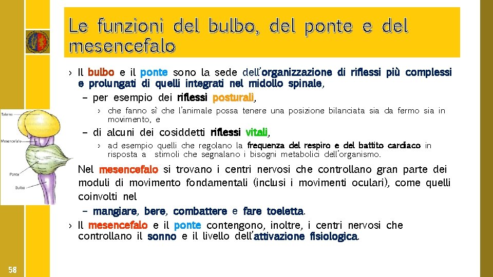 Le funzioni del bulbo, del ponte e del mesencefalo › Il bulbo e il