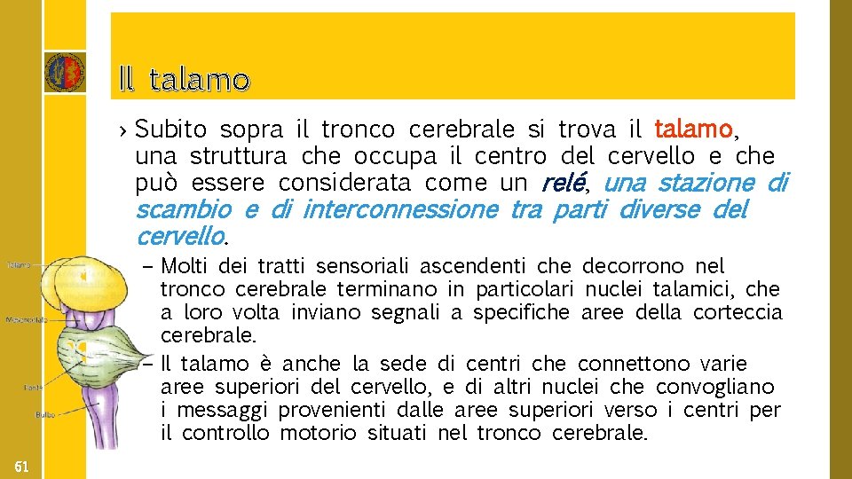 Il talamo › Subito sopra il tronco cerebrale si trova il talamo, una struttura