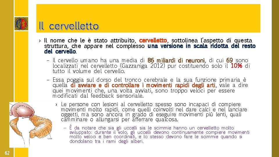 Il cervelletto › Il nome che le è stato attribuito, cervelletto, sottolinea l’aspetto di