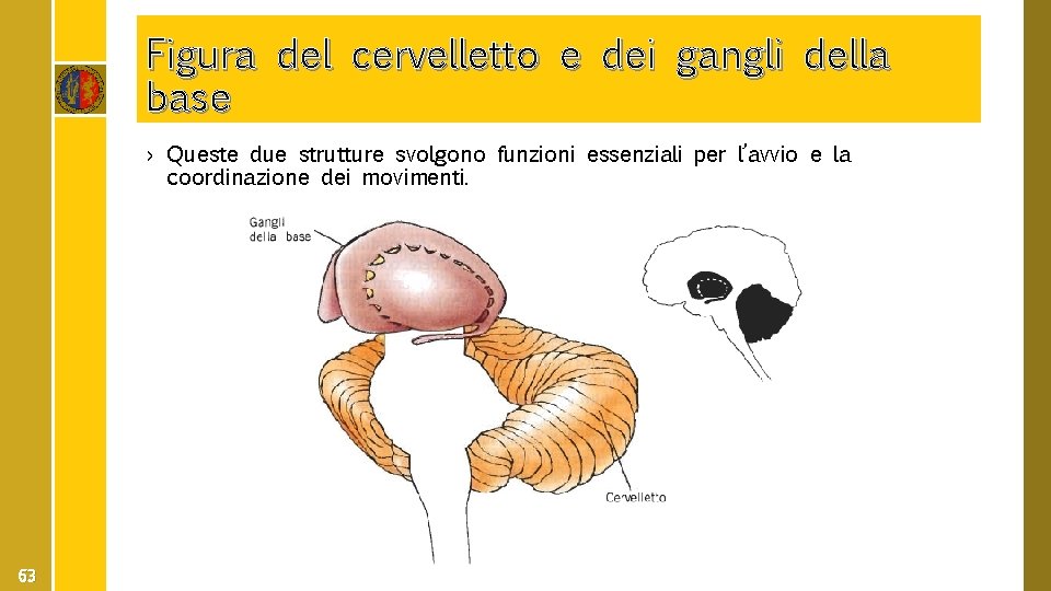 Figura del cervelletto e dei gangli della base › Queste due strutture svolgono funzioni