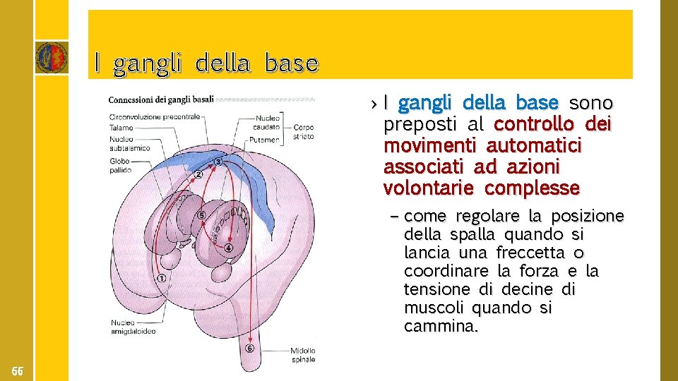 I gangli della base › I gangli della base sono preposti al controllo dei