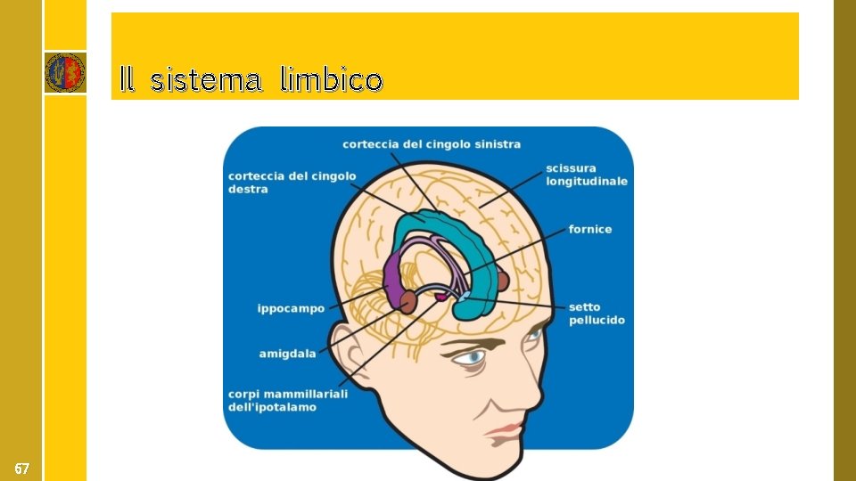 Il sistema limbico 67 