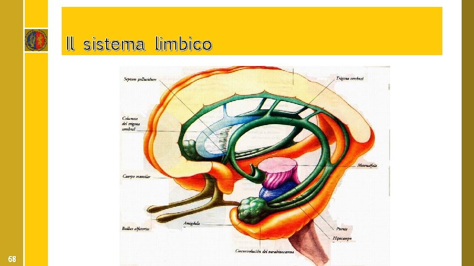 Il sistema limbico 68 