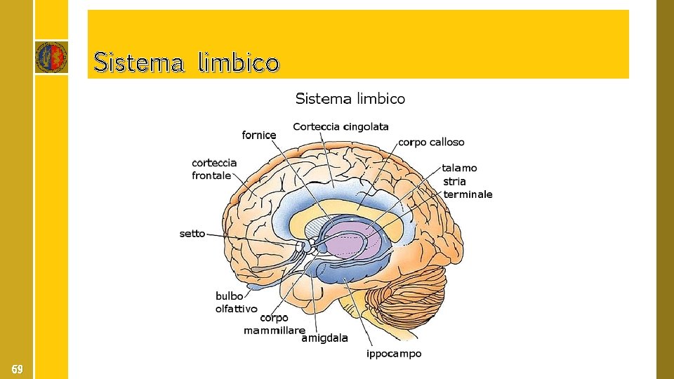 Sistema limbico 69 