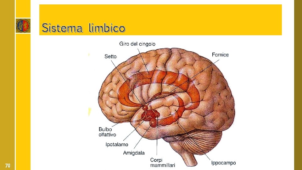 Sistema limbico 70 