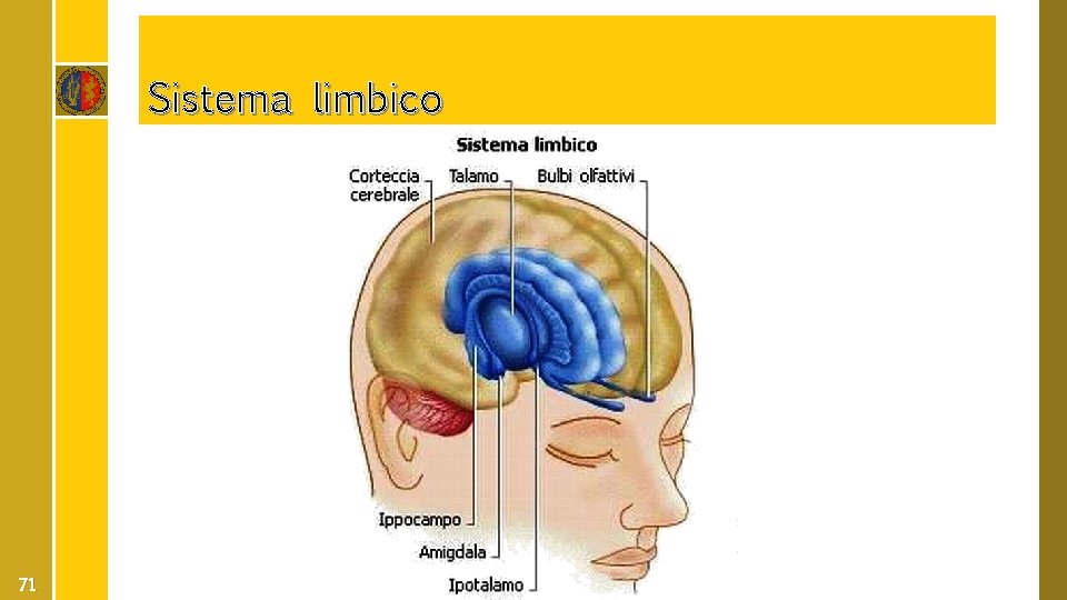 Sistema limbico 71 