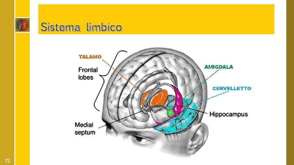Sistema limbico 72 