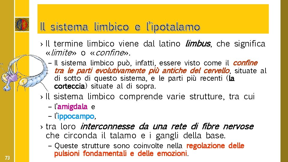 Il sistema limbico e l’ipotalamo › Il termine limbico viene dal latino limbus, che