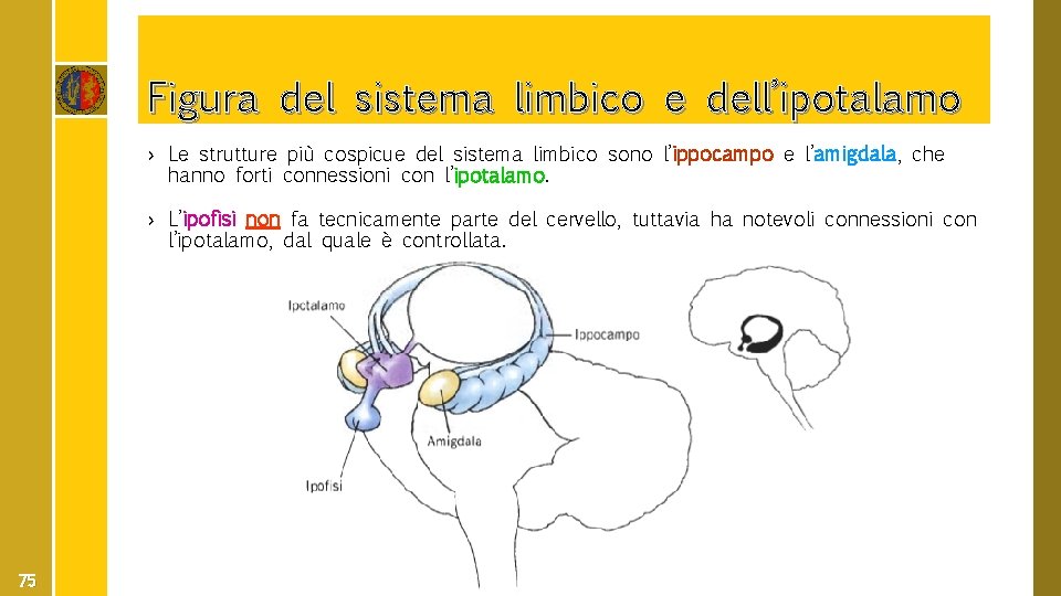 Figura del sistema limbico e dell’ipotalamo › Le strutture più cospicue del sistema limbico