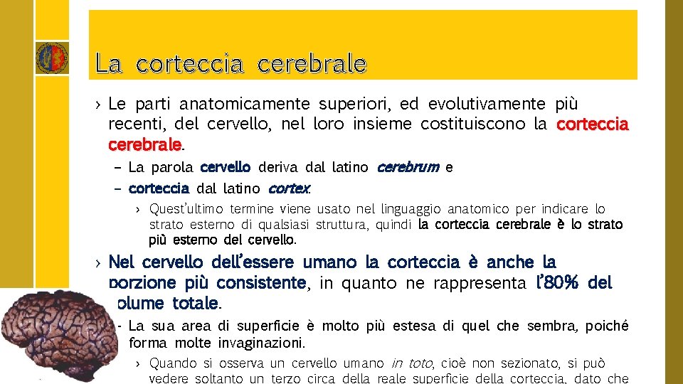 La corteccia cerebrale › Le parti anatomicamente superiori, ed evolutivamente più recenti, del cervello,