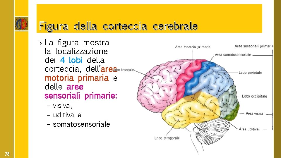 Figura della corteccia cerebrale › La figura mostra la localizzazione dei 4 lobi della