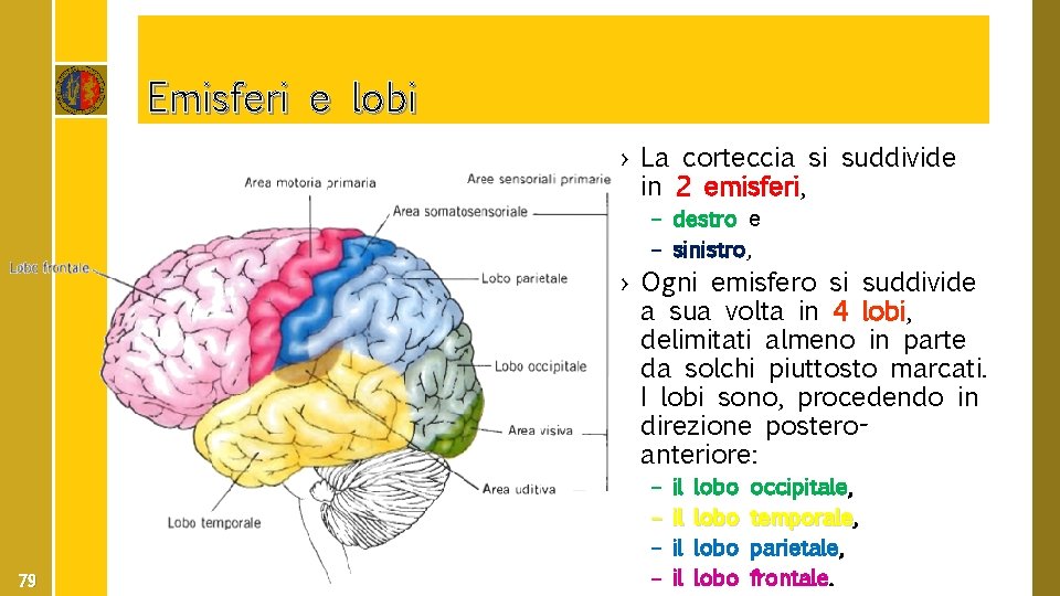 Emisferi e lobi › La corteccia si suddivide in 2 emisferi, – destro e