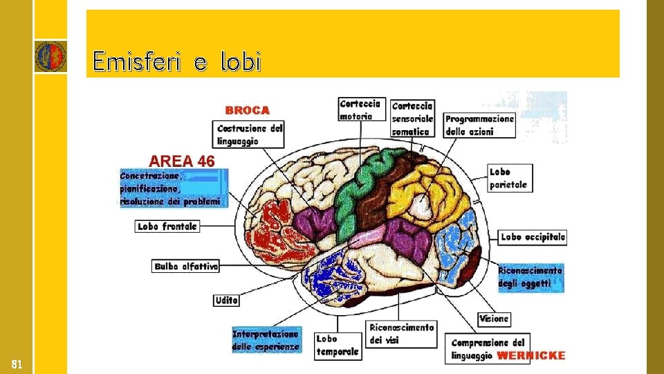 Emisferi e lobi 81 