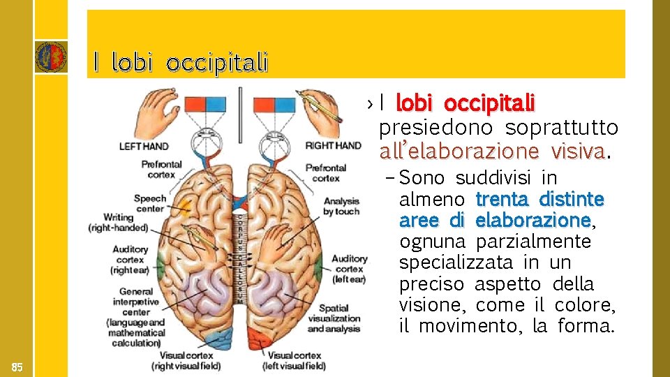 I lobi occipitali › I lobi occipitali presiedono soprattutto all’elaborazione visiva – Sono suddivisi