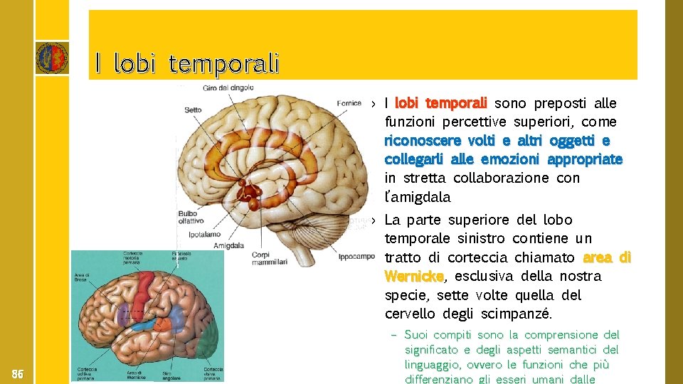I lobi temporali › I lobi temporali sono preposti alle funzioni percettive superiori, come