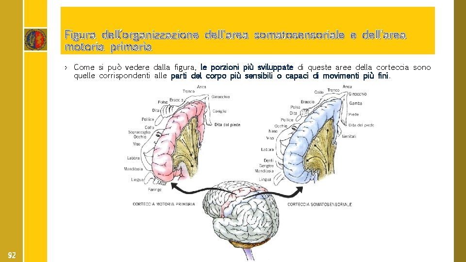 Figura dell’organizzazione dell'area somatosensoriale e dell'area motoria primaria › Come si può vedere dalla