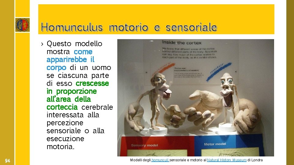 Homunculus motorio e sensoriale › Questo modello mostra come apparirebbe il corpo di un