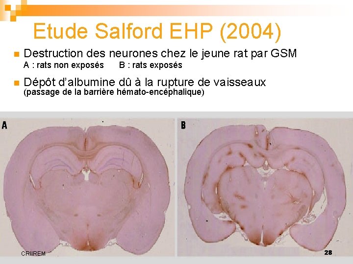 Etude Salford EHP (2004) n Destruction des neurones chez le jeune rat par GSM