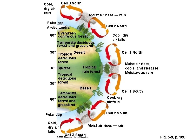 Cell 3 North Cold, dry air falls Moist air rises — rain Polar cap