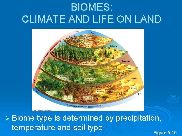 BIOMES: CLIMATE AND LIFE ON LAND Ø Biome type is determined by precipitation, temperature