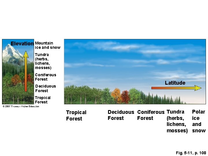 Elevation Mountain ice and snow Tundra (herbs, lichens, mosses) Coniferous Forest Latitude Deciduous Forest