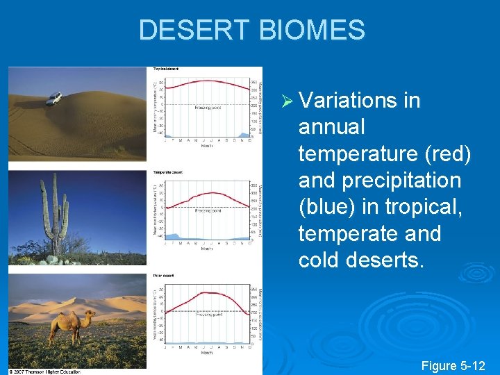 DESERT BIOMES Ø Variations in annual temperature (red) and precipitation (blue) in tropical, temperate