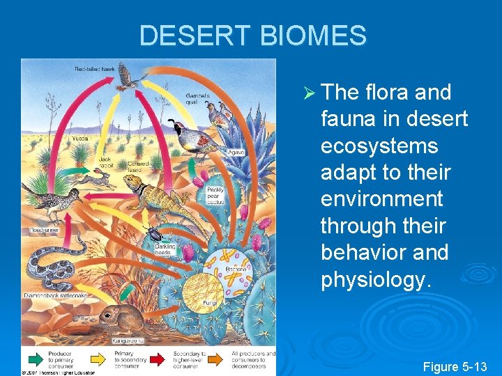 DESERT BIOMES Ø The flora and fauna in desert ecosystems adapt to their environment