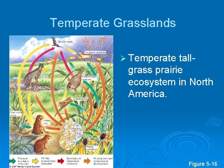 Temperate Grasslands Ø Temperate tall- grass prairie ecosystem in North America. Figure 5 -16