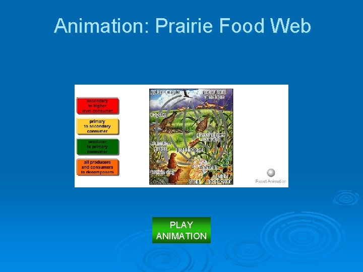 Animation: Prairie Food Web PLAY ANIMATION 