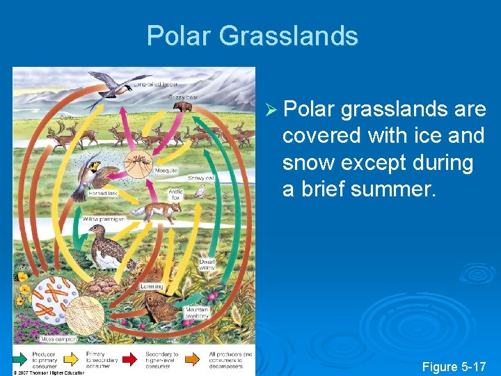 Polar Grasslands Ø Polar grasslands are covered with ice and snow except during a