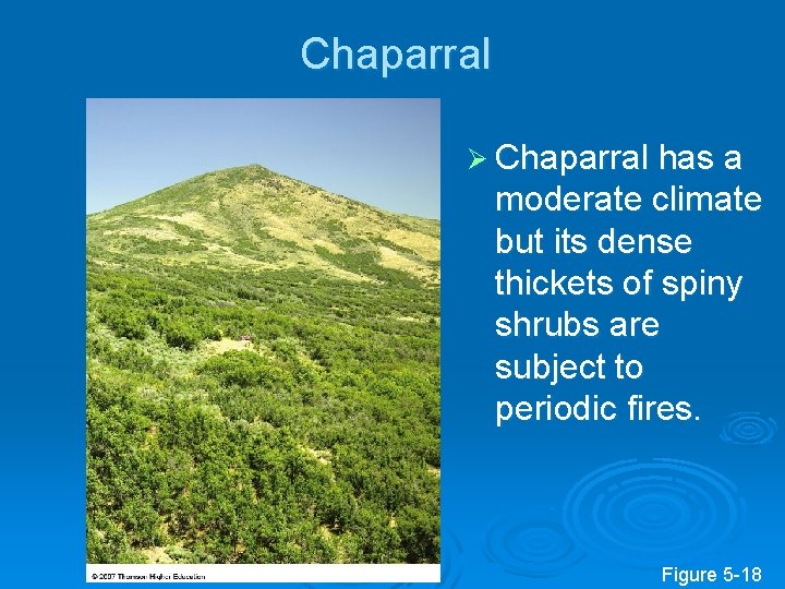 Chaparral Ø Chaparral has a moderate climate but its dense thickets of spiny shrubs