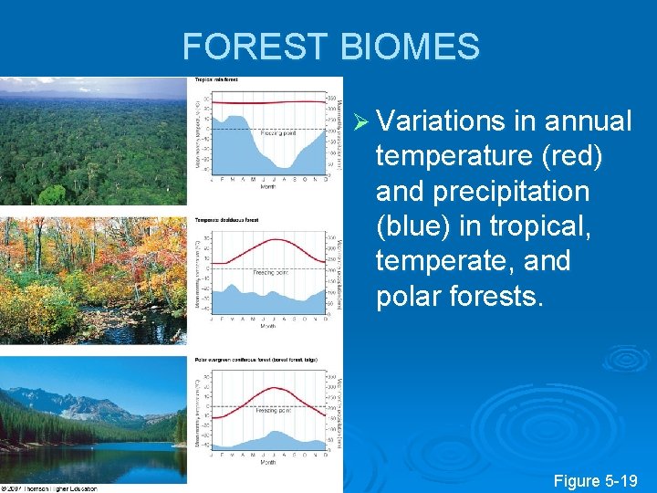 FOREST BIOMES Ø Variations in annual temperature (red) and precipitation (blue) in tropical, temperate,