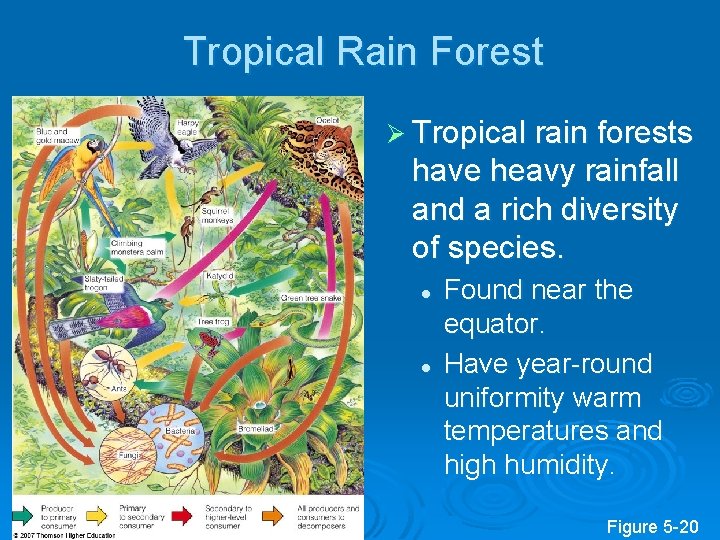 Tropical Rain Forest Ø Tropical rain forests have heavy rainfall and a rich diversity