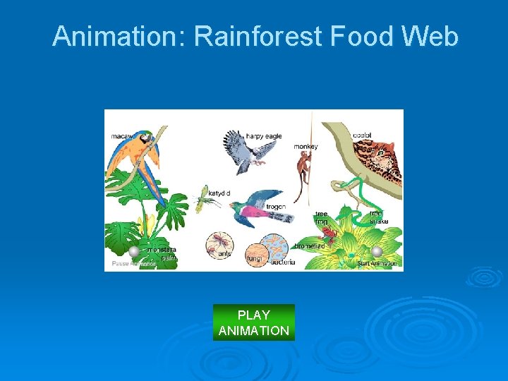 Animation: Rainforest Food Web PLAY ANIMATION 