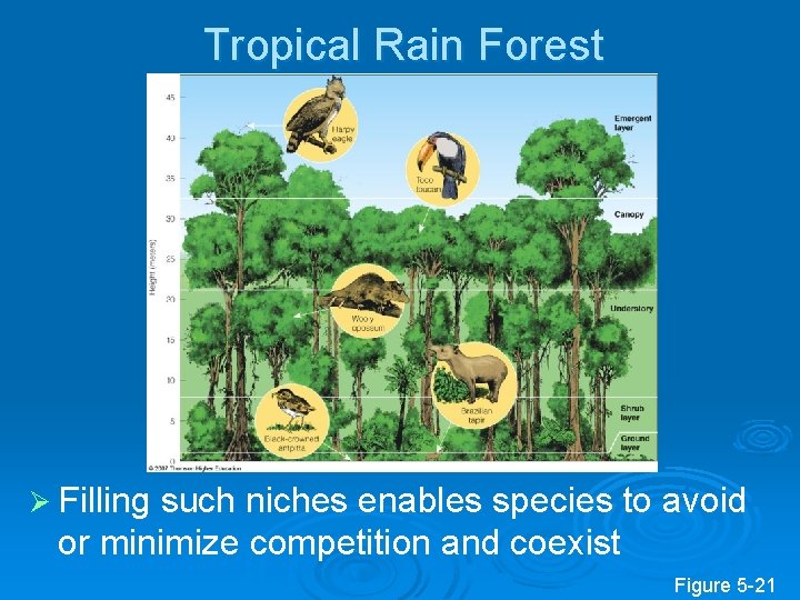 Tropical Rain Forest Ø Filling such niches enables species to avoid or minimize competition