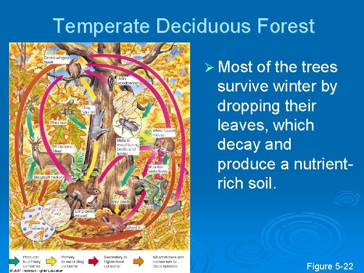 Temperate Deciduous Forest Ø Most of the trees survive winter by dropping their leaves,
