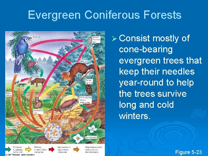 Evergreen Coniferous Forests Ø Consist mostly of cone-bearing evergreen trees that keep their needles