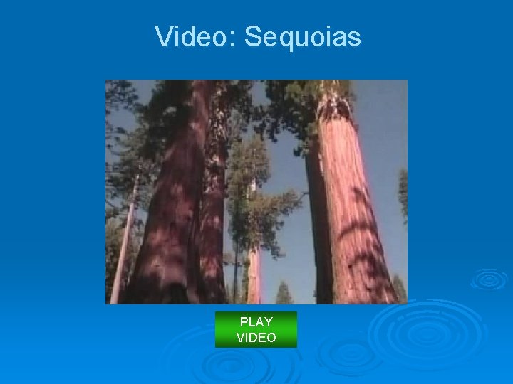 Video: Sequoias PLAY VIDEO 