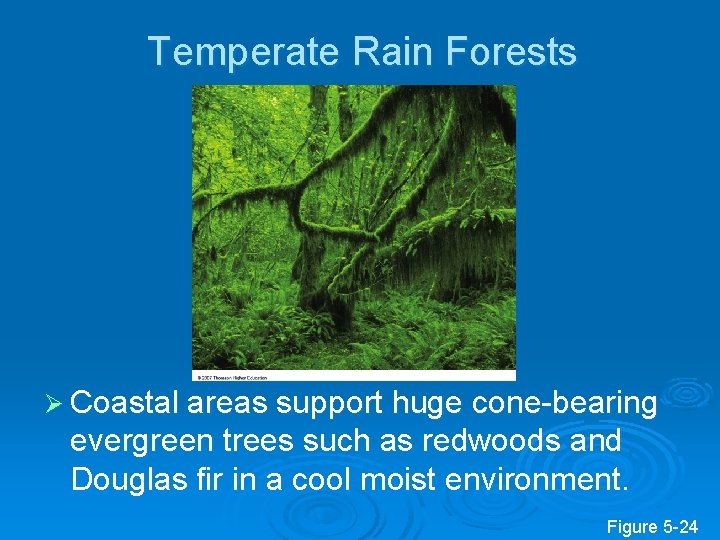 Temperate Rain Forests Ø Coastal areas support huge cone-bearing evergreen trees such as redwoods