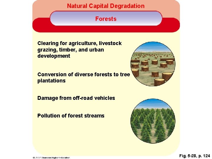 Natural Capital Degradation Forests Clearing for agriculture, livestock grazing, timber, and urban development Conversion