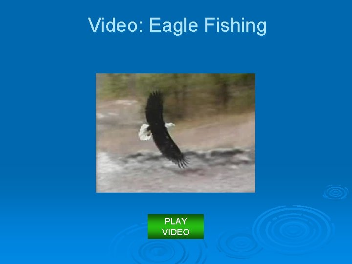 Video: Eagle Fishing PLAY VIDEO 