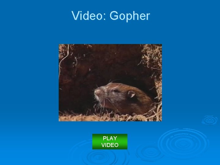 Video: Gopher PLAY VIDEO 
