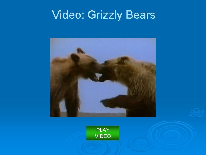 Video: Grizzly Bears PLAY VIDEO 