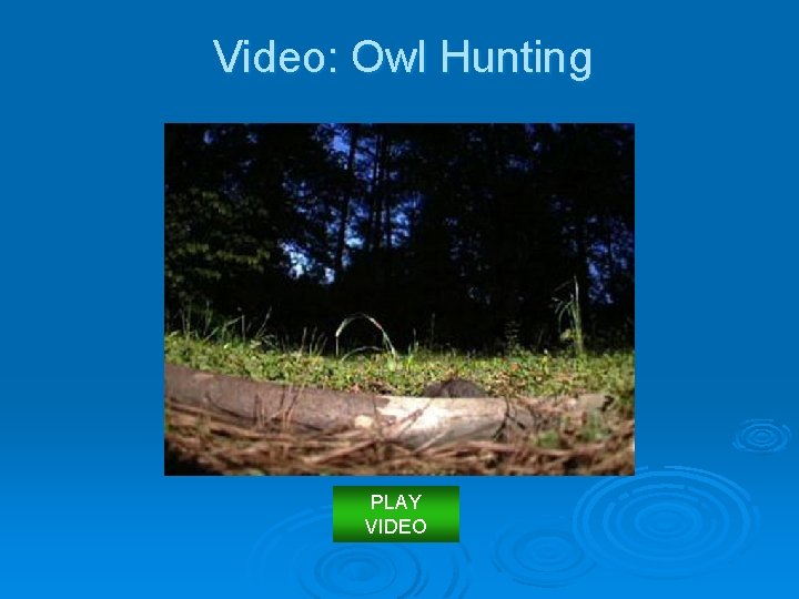 Video: Owl Hunting PLAY VIDEO 
