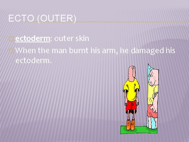 ECTO (OUTER) � ectoderm: outer skin � When the man burnt his arm, he