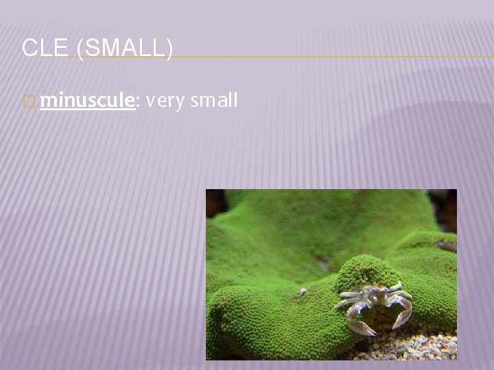 CLE (SMALL) � minuscule: very small 