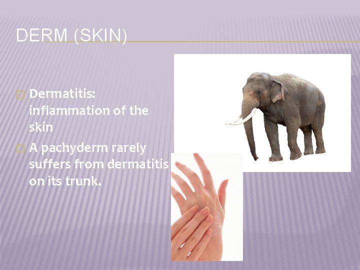 DERM (SKIN) Dermatitis: inflammation of the skin � A pachyderm rarely suffers from dermatitis