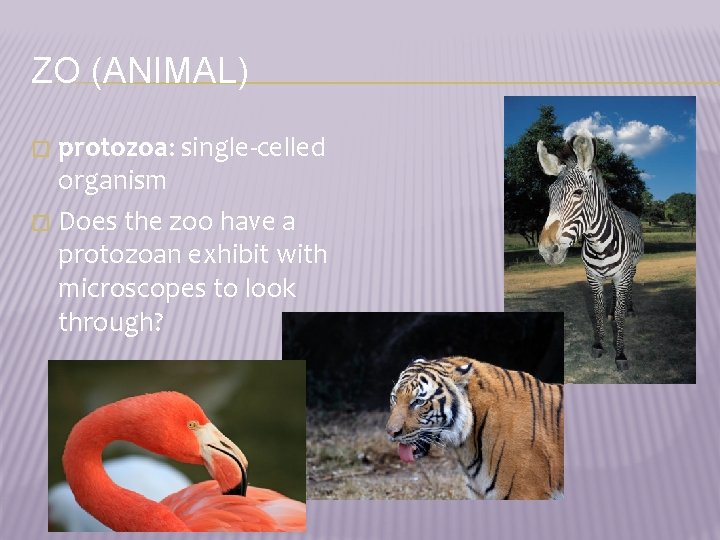 ZO (ANIMAL) protozoa: single-celled organism � Does the zoo have a protozoan exhibit with