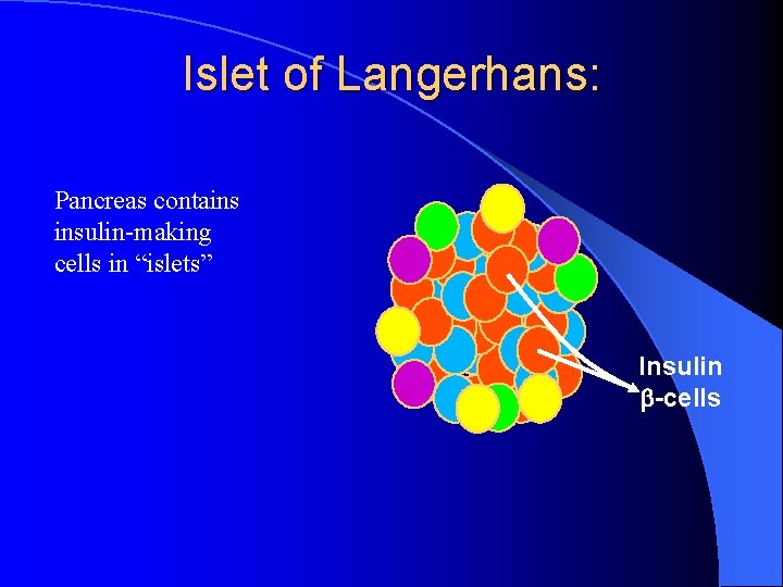 Islet of Langerhans: Pancreas contains insulin-making cells in “islets” Insulin b-cells 